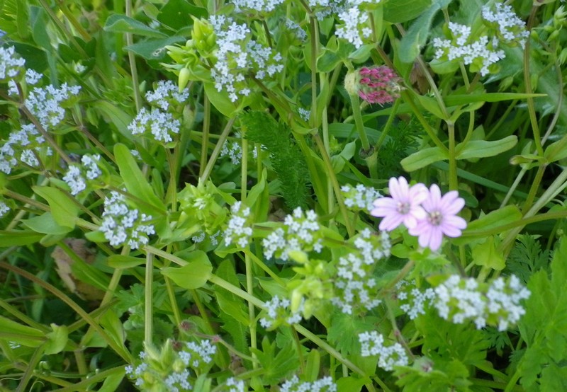 Piccoli fiorellini - Valerianella sp